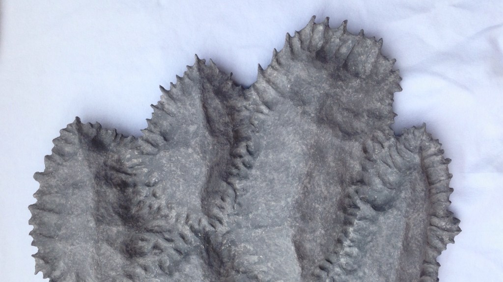Detail of an original paper mache sculpture by MJ Seal that resembles a cross between gray, eroded winter mountains and a group of trilobites