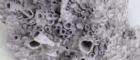 Detail of a paper mache sculpture by MJ Seal that resembles a a cluster of gray, primitive sea creatures