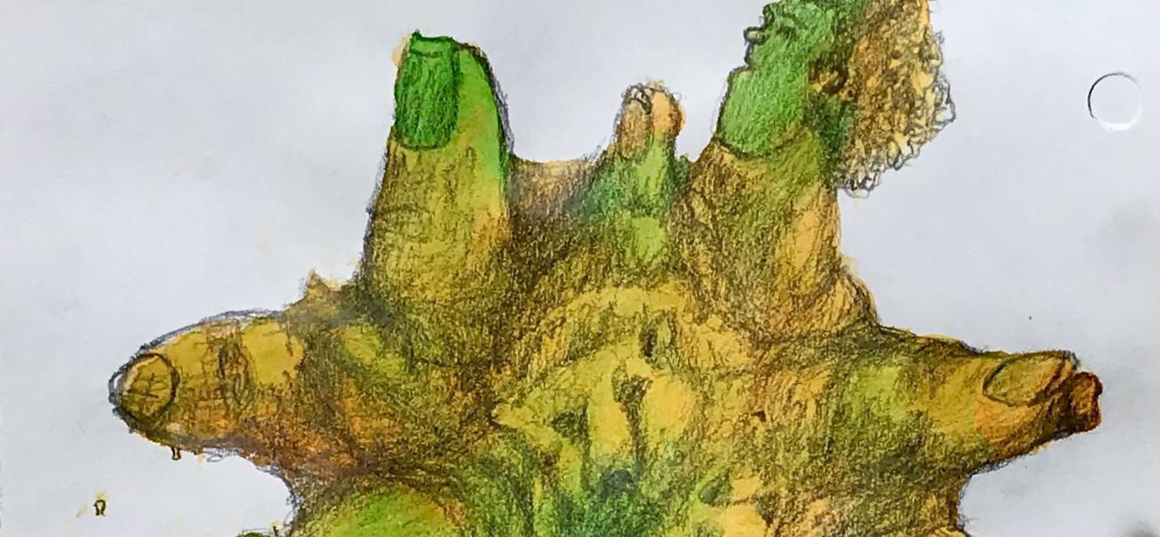 Detail of a biomorphic pencil drawing by MJ Seal over an abstract watercolor painting