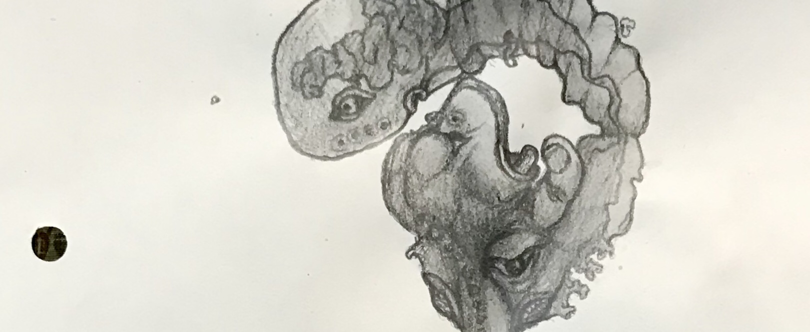 Detail of a biomorphic pencil drawing by MJ Seal over an abstract watercolor painting
