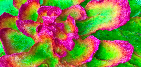 detail of An abstract paper mache sculpture by MJ Seal that resembles a psychedelic lichen or flower in hues of chartreuse and magenta