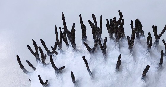 Detail of an abstract paper mache sculpture by MJ Seal that resembles a primitive white sea creature with black spikes poking out